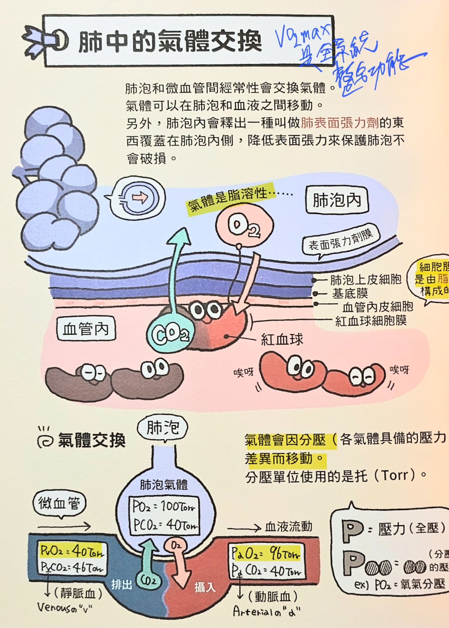 因為運動手錶的普及，讓大家都會注意到 VO2MAX 這個數值，